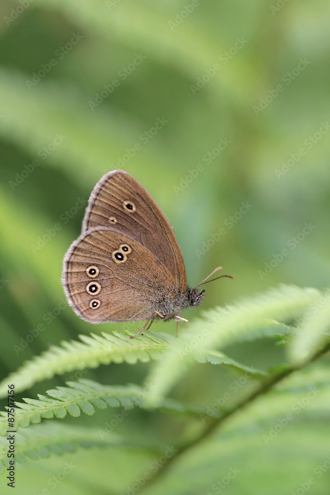 The Ringlet butterfly (Aphantopus hyperantus) in a green habitat The Ringlet butterfly (Aphantopus hyperantus) in a green habitat