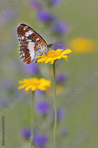 White Admiral butterfly (Limenitis camilla)