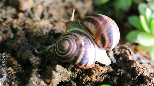 snail