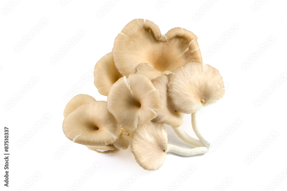 Fototapeta premium Mushrooms
