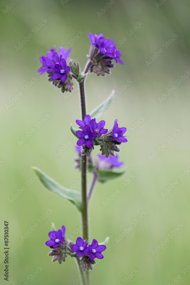 Anchusa officinalis or Common Bugloss or Alkanet Anchusa officinalis or Common Bugloss or Alkanet
