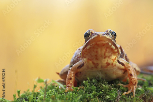 Common frog 
