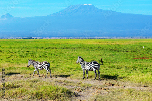 Beautiful Kilimanjaro mountain and zebras  Kenya Amboseli national park  Africa  