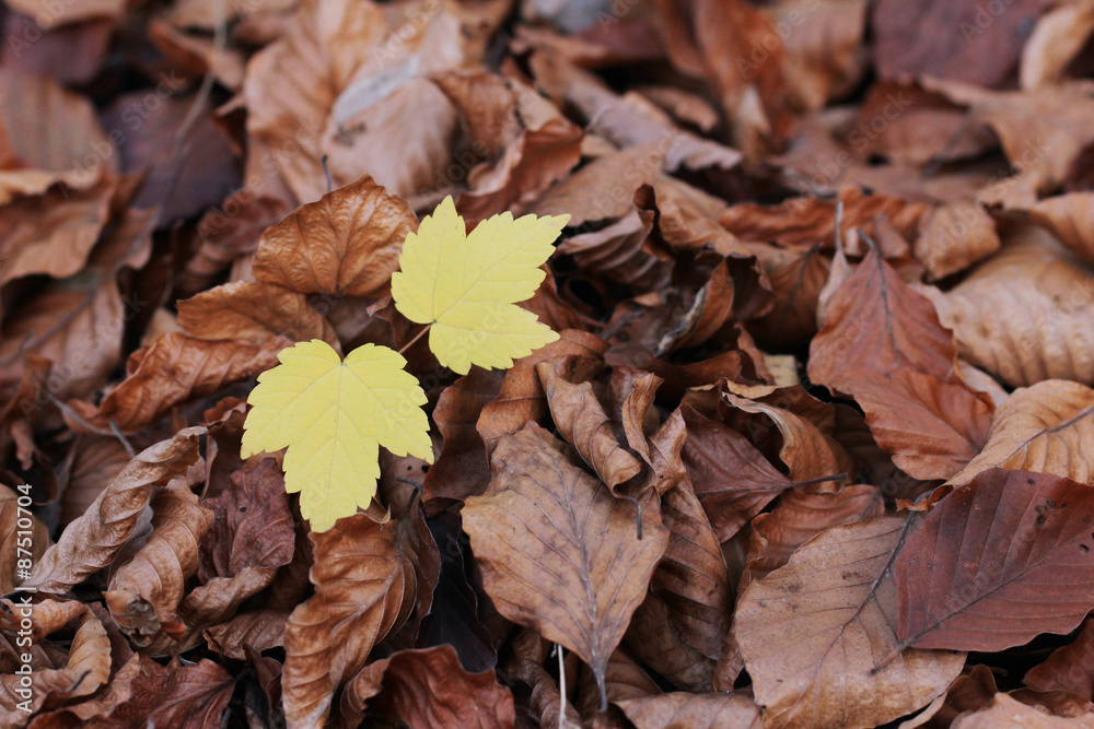 Beech leaves with very new tree Beech leaves with very new tree