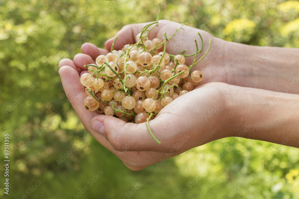 Yellow currants lie in female hands Yellow currants lie in female hands