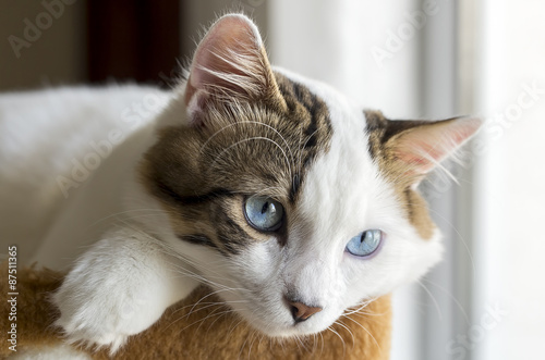 Kedi