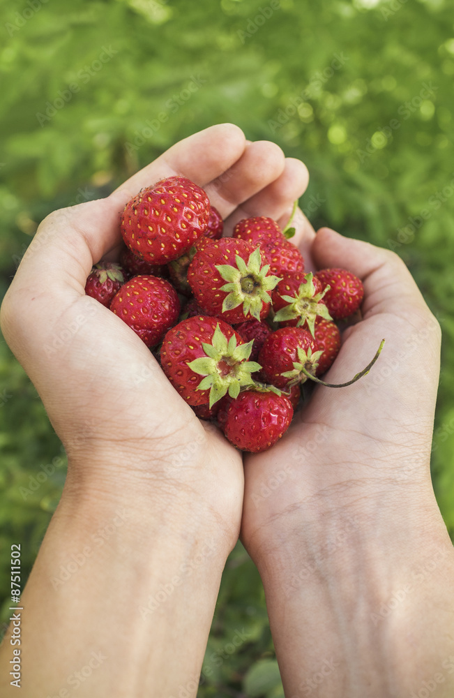 Strawberry lie in female hands Strawberry lie in female hands