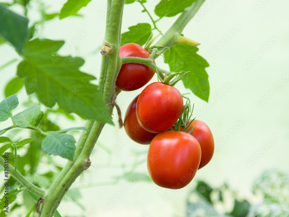 Bunch with five red tomatoes