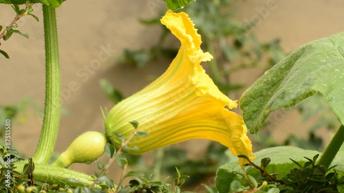 Zucchini,Blüte photo