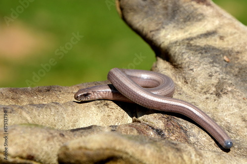 Canvastavla slow worm on the work glove