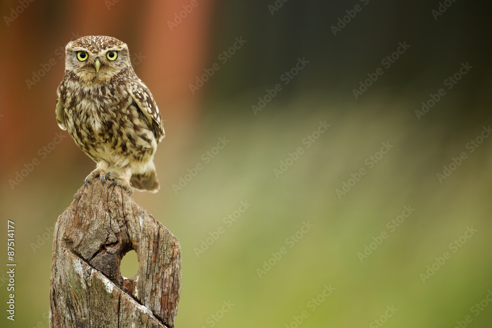 Fototapeta premium Little owl on an old post looking at the camera