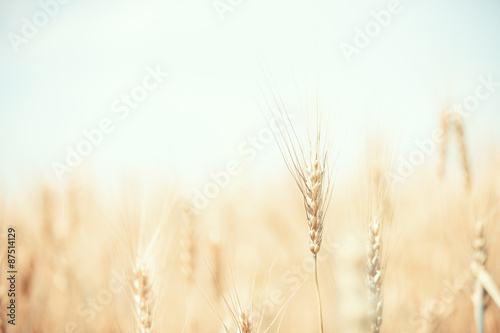 Wheat field