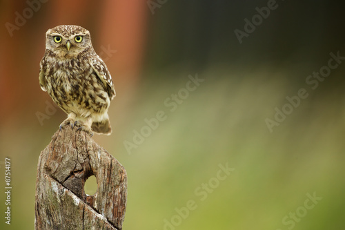 Little owl on an old post looking at the camera