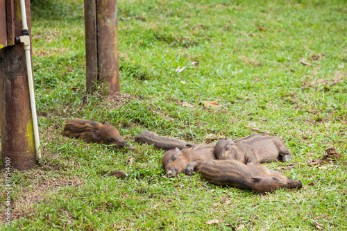 Baby wild boars sleeping on grass photo