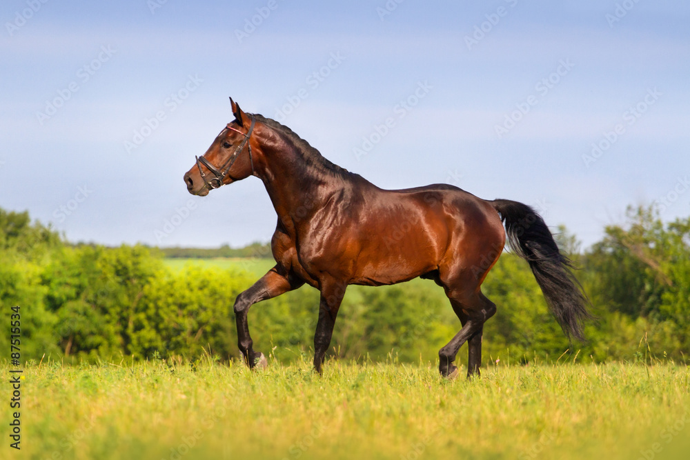 Bay stallion trotting in spring field Bay stallion trotting in spring field
