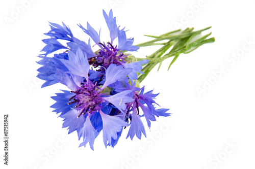 Cornflower isolated on a white background