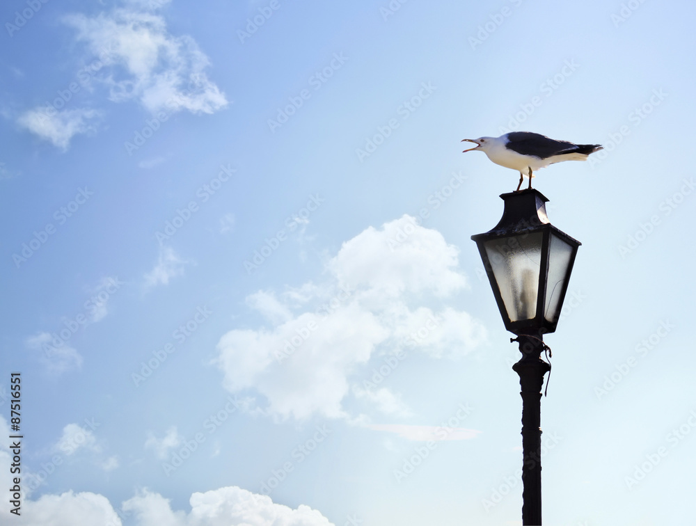 seagull screaming on the lamp