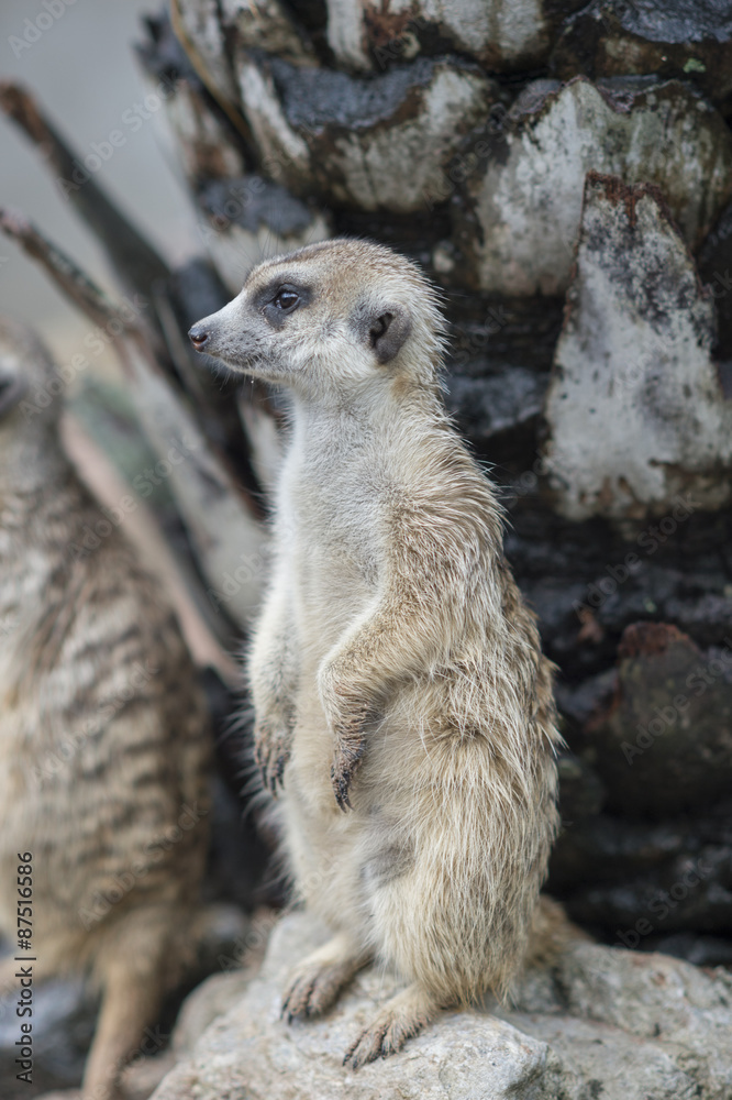 Fototapeta premium Meerkat Portrait