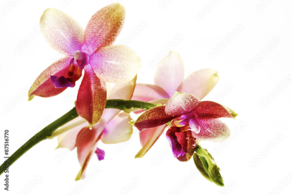 Fototapeta premium Violette, rot, weisse Orchidee (Orchidaceae)