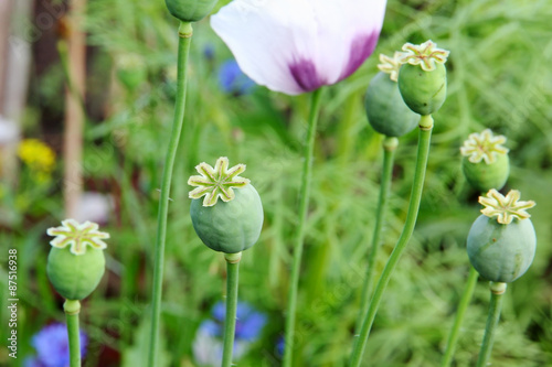 Opium poppy heads.