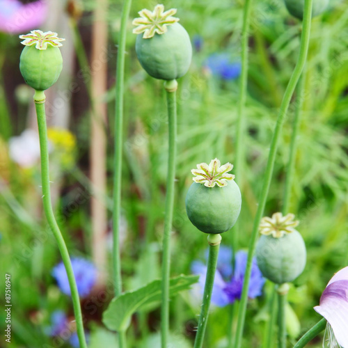 Green opium poppy heads.