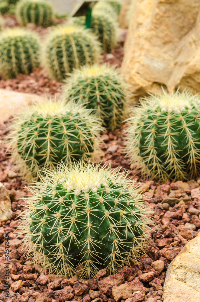 Golden Barrel cactus plant group in arid plants garden Golden Barrel cactus plant group in arid plants garden