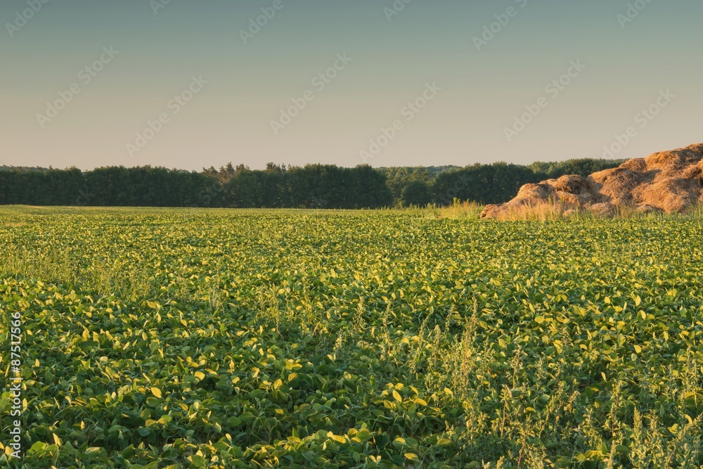 Вид на поле фасоли