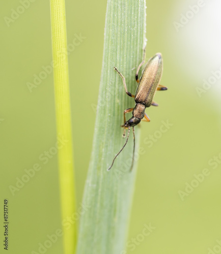 Chrysanthia geniculata photo