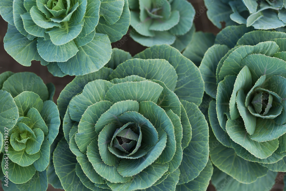 Fototapeta premium Green plants in the garden