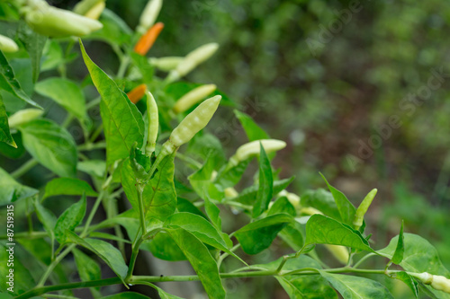 fresh chili peppers on tree