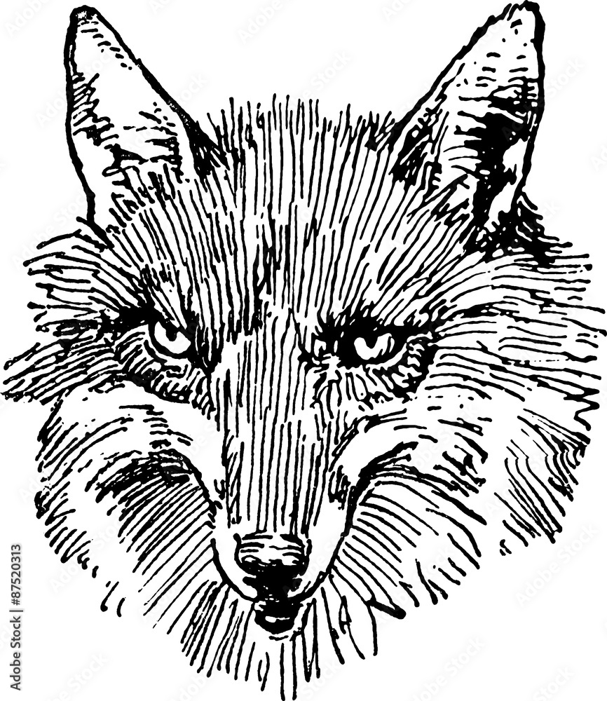 vintage fox head drawing
