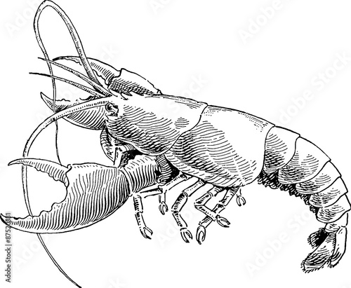 Lobster Vintage image