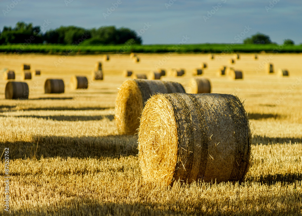 Beautiful yellow field with haystacks at sunset