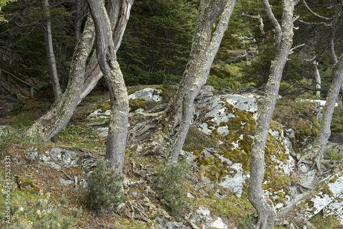 Hêtre de Magellan, Nothofagus betuloides,Terre de Feu, Patagonie, Argentine photo