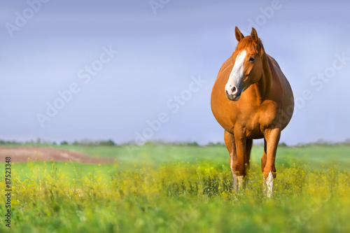 Red pregnant mare in spring pasture photo