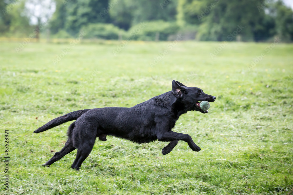 Labrador Retriever with a Training Dummy Labrador Retriever with a Training Dummy
