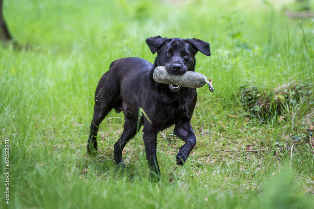 Labrador Retriever with a Training Dummy