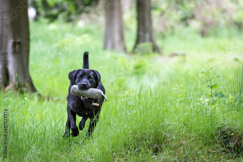 Labrador Retriever with a Training Dummy
