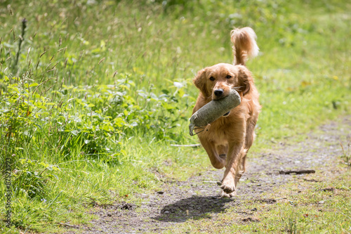 Canvas Print Golden Retriever with a Training Dummy