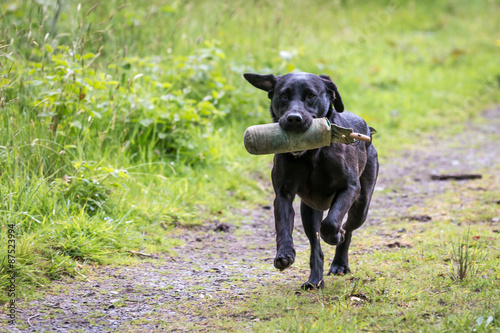 Labrador Retriever with a Training Dummy
