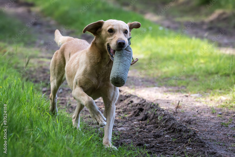 Labrador Retriever with a Training Dummy