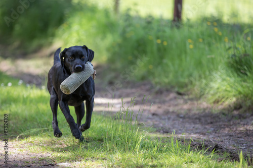 Labrador Retriever with a Training Dummy