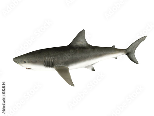 3D render shark isolated on white background
