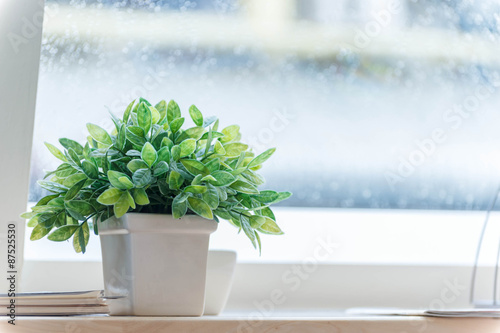 Small tree in a window