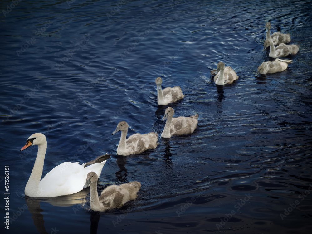 Naklejka premium Family of swans. Mother and eight young.