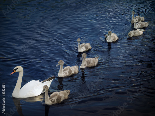 Family of swans. Mother and eight young.