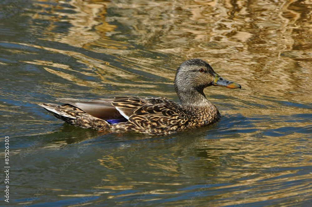 Mallard Duck Hen swimming in pond with golden reflections Mallard Duck Hen swimming in pond with golden reflections