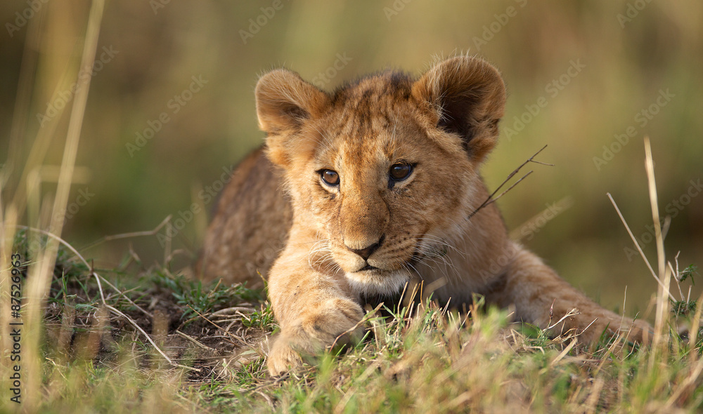 Naklejka premium Lion cub