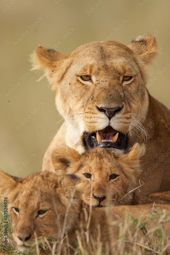 Lion with two cubs in the foreground Lion with two cubs in the foreground