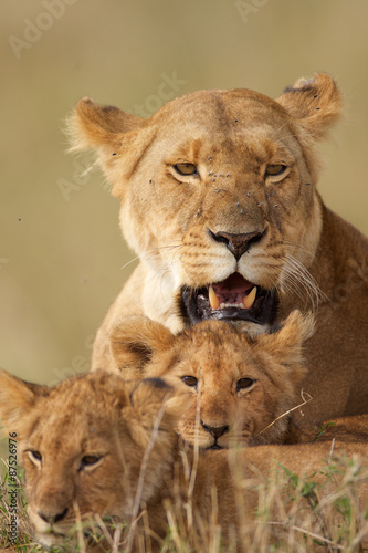 Lion with two cubs in the foreground © bridgephotography